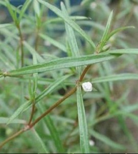 Oldenlandia diffusae