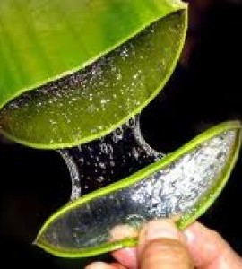 Aloe Vera este o planta care nu trebuie sa-ti lipseasca din casa