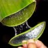 Aloe Vera este o planta care nu trebuie sa-ti lipseasca din casa